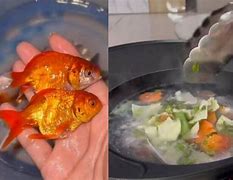 Ikan Koi Bisa Dimakan Ga